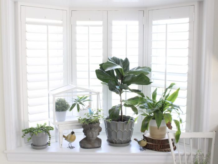 Plantation shutters by some plants